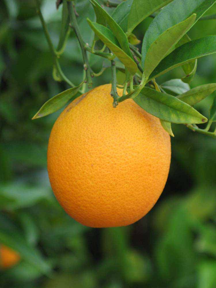            Fruit (Riverside, CA)   